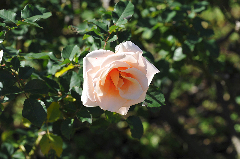 image0332