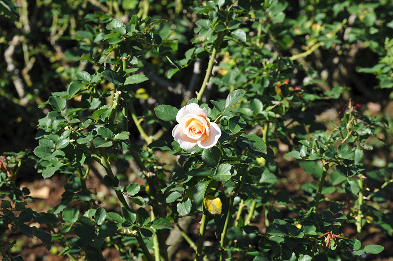 image0334