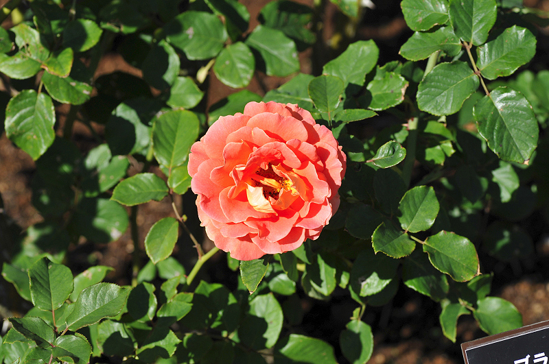 image0335