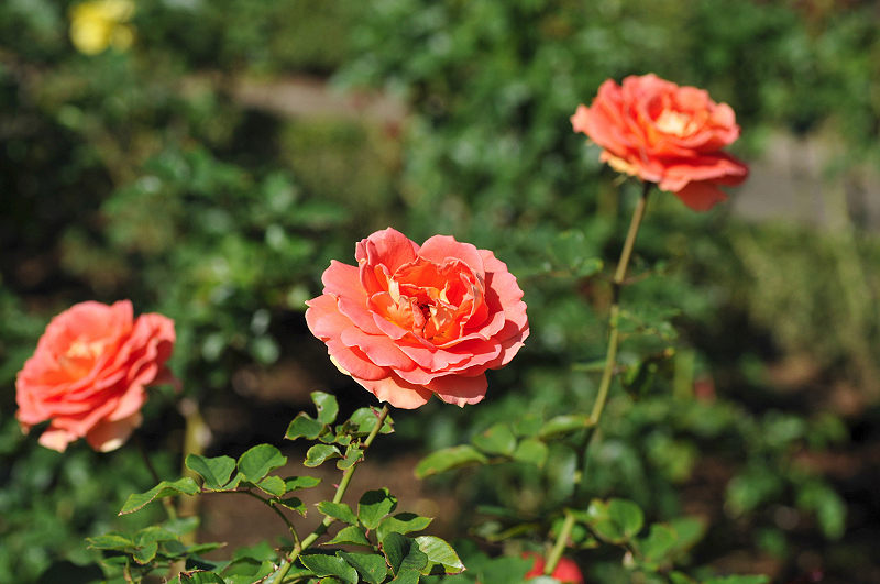 image0336