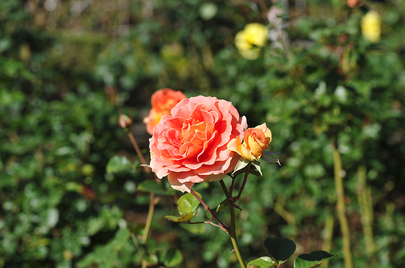 image0337