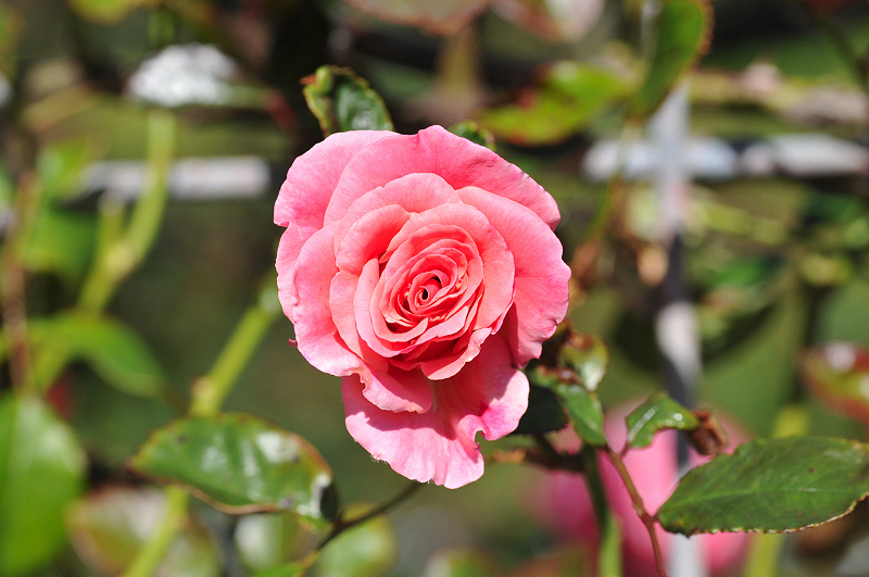 image0341