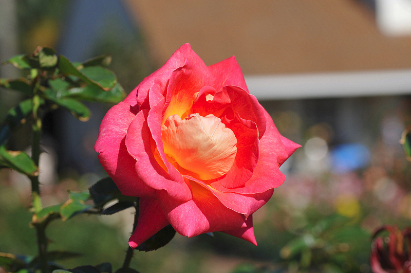 image0349