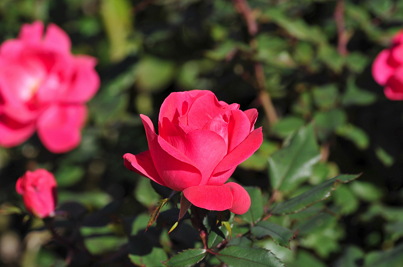 image0361