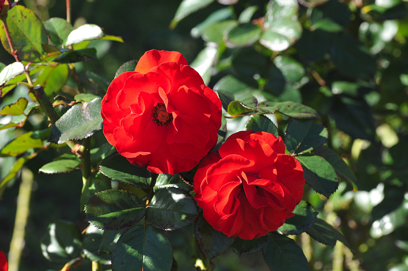 image0366