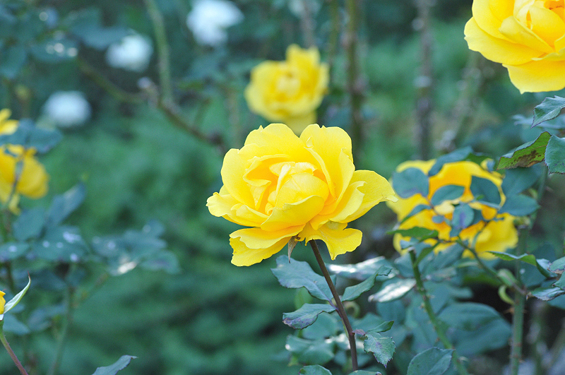 image0375