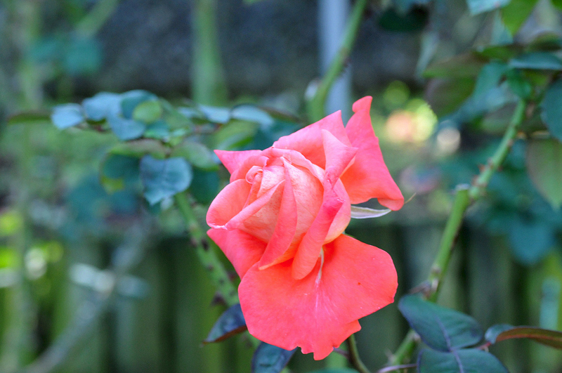 image0376