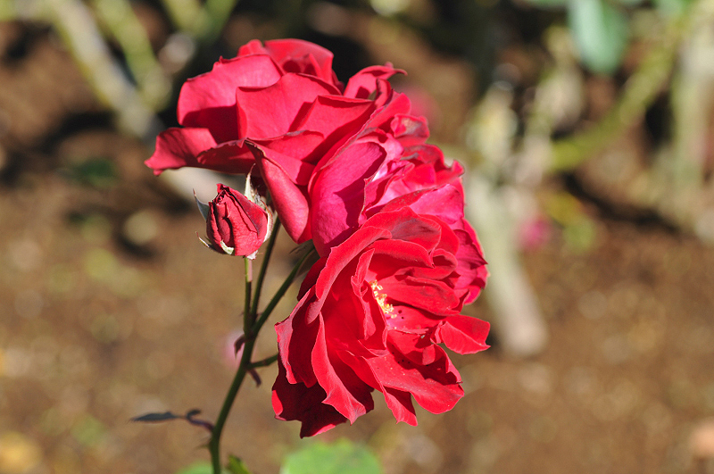 image0386