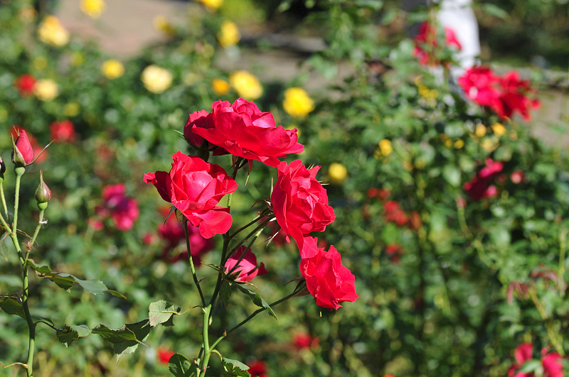 image0387