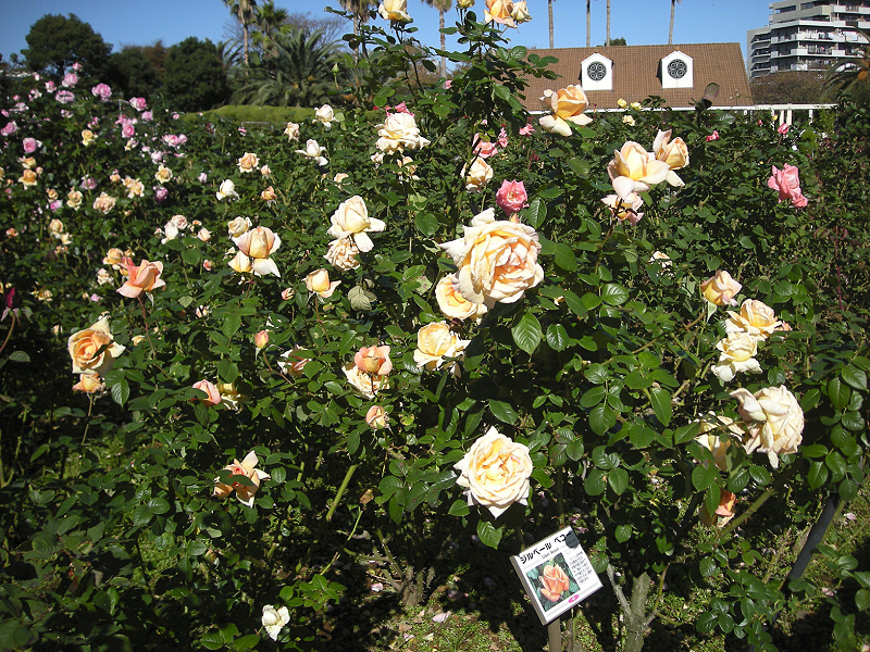 image0393