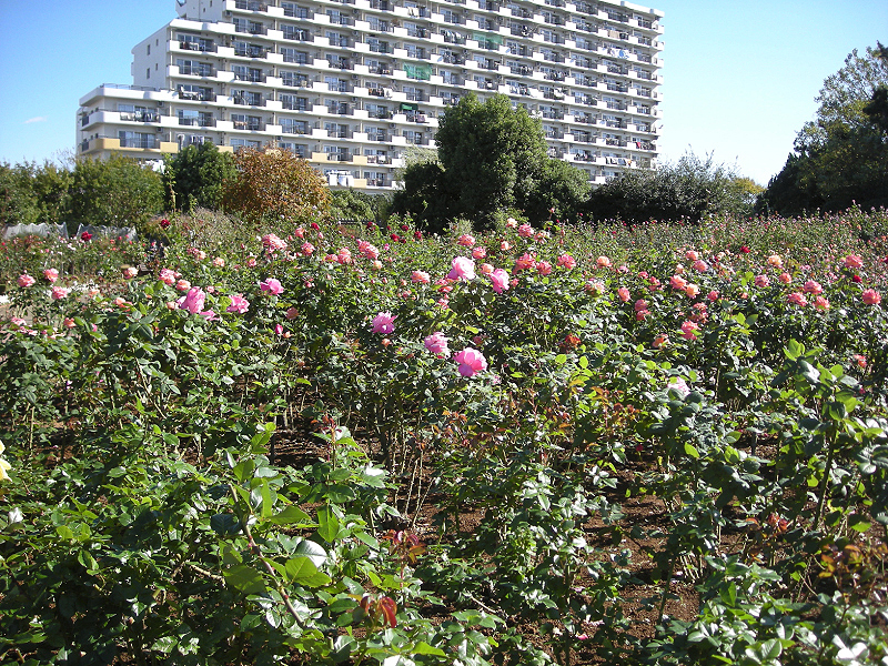 image0394