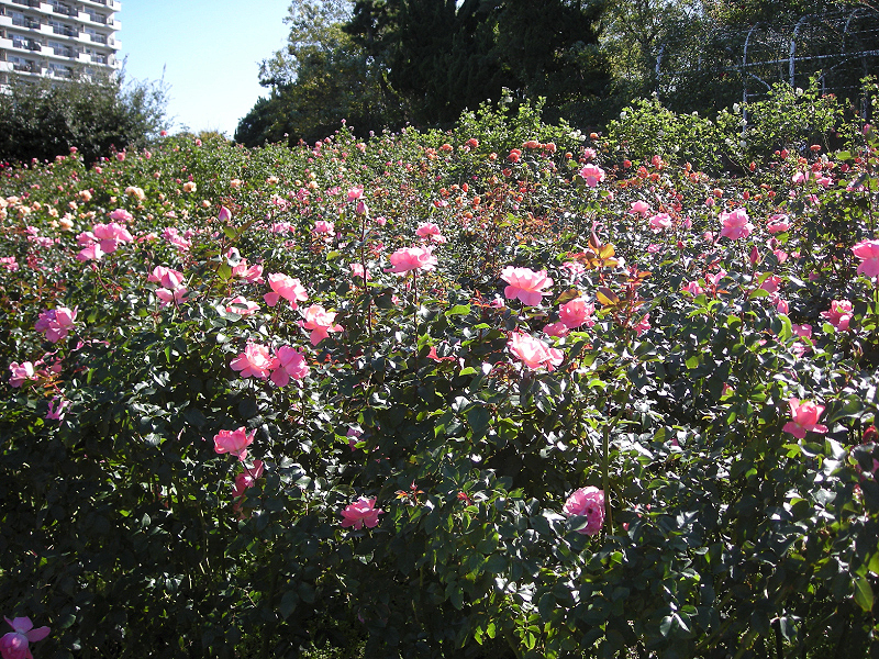image0396