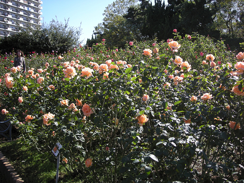 image0397