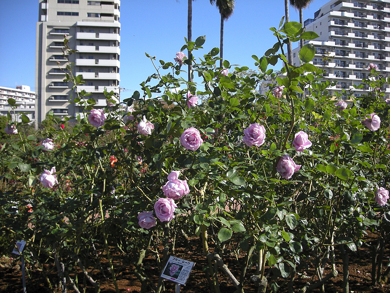 image0410