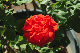 image0096
