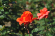image0097