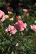 image0098