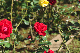 image0099