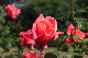 image0101