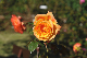 image0105