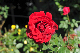 image0106