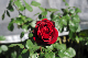 image0107