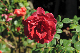 image0109