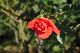 image0110