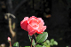 image0113