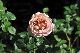 image0116