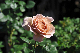 image0117