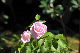 image0130
