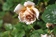 image0131