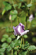 image0133