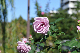 image0136
