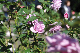 image0137