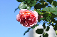 image0139