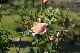 image0141