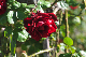 image0152