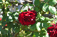 image0153