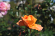 image0161