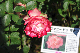 image0162