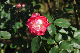 image0163