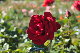 image0165