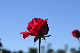 image0166