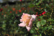 image0168