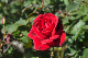 image0169