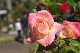 image0172