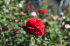 image0174