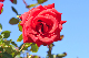 image0176